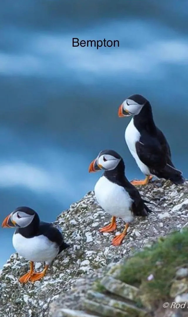 Hotel 18 Gannet Grove Haven Thornwickbay Flamborough Bridlington East Coast Parco vacanze