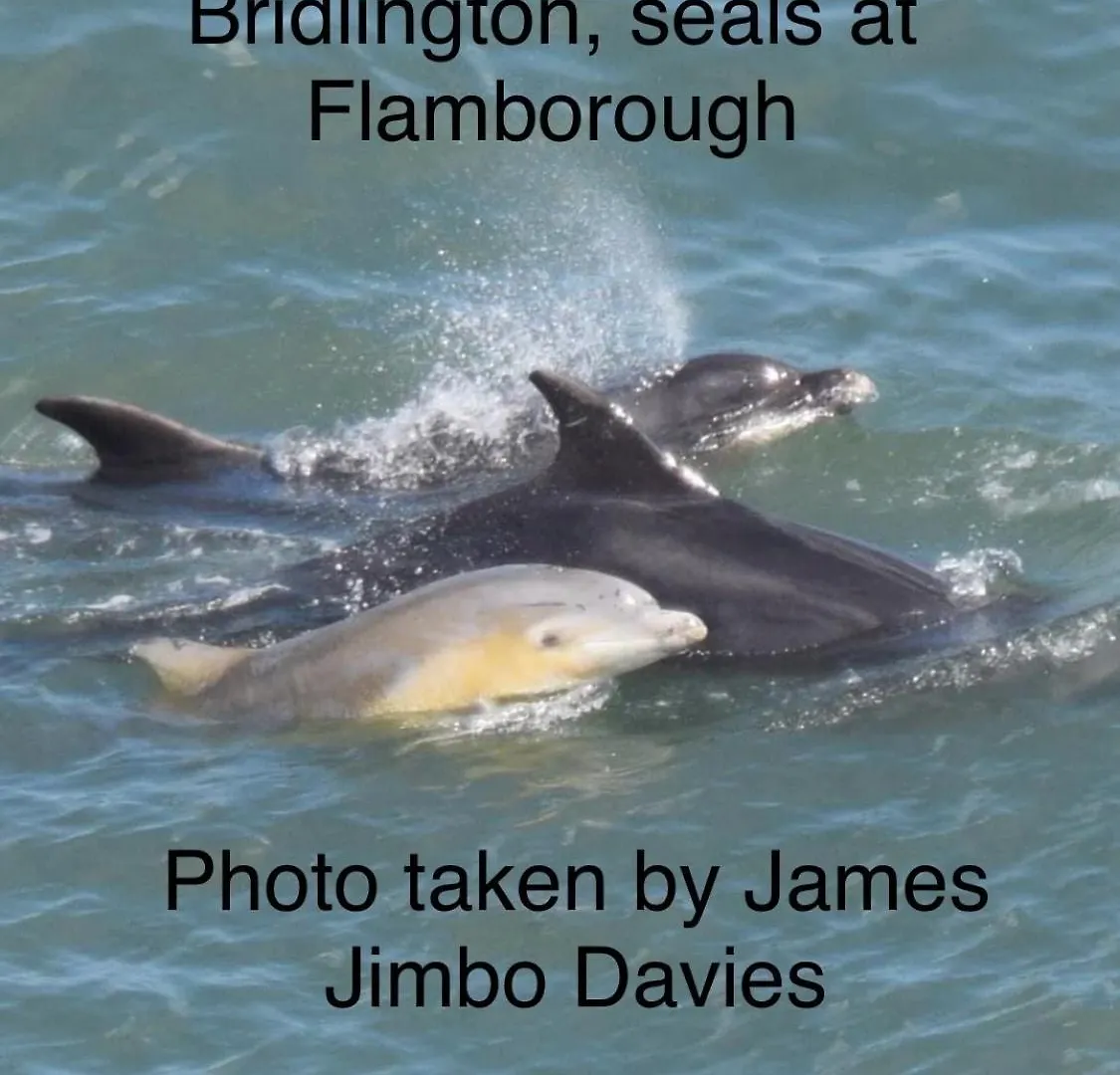 Parco vacanze Hotel 18 Gannet Grove Haven Thornwickbay Flamborough Bridlington East Coast Regno Unito